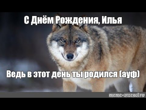 Мем волк с днем рождения