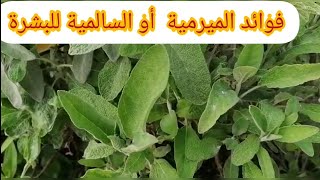 فوائد السالمية أو الميرمية للبشرة