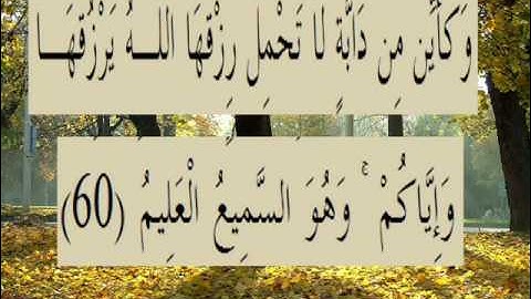 القران الكريم سورة العنكبوت الأية 60.wmv