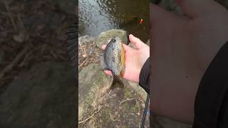 Fishing recklessly with light tackle #fishing #fypシ #fish #fishingvideo