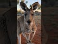 A Kangaroo Looked Right Into Me…