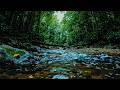 Rainforest River Sounds for Sleep 🌿 Relaxing Jungle Water Ambience & Nature Sounds Meditation