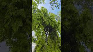 “बदलल बा मौसम 🌧️🌿 | गाँव में बारिश का सुहाना नज़ारा | Nature Rain View #shorts