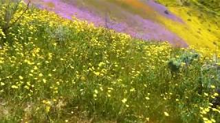 Carrizo Plain vista from Panorama Road  - Superbloom 2019