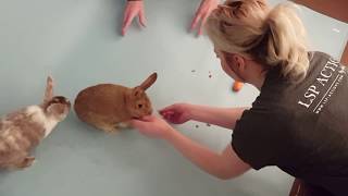 Creating the LSP Bunny Overlays for Photoshop screenshot 1