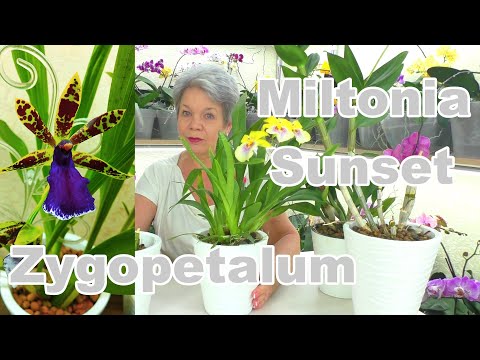 Видео: Култура на орхидеи Zygopetalum: Разнообразие от орхидеи Zygopetalum