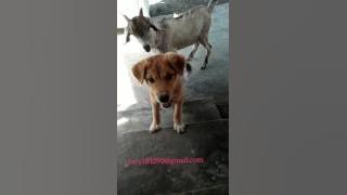 ANEH ANJING DAN KAMBING KOK BISA YAA.