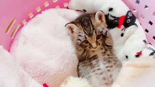 子猫だってひとりで遊べるもん♪【保護猫】