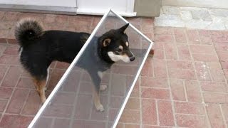 its impossible to survive this laugh challenge funniest dog videos fails