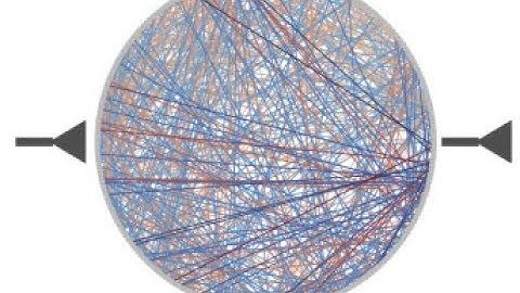 X. J. Wang - From cognitive-type neural microcircuits to the global brain