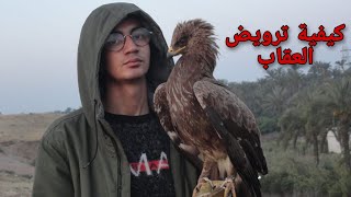 طريقة ترويض طائر العقاب  Lesser spoteed eagle training