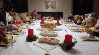 ► Gros Festin De Noël Entre Chiens (Et Chat)