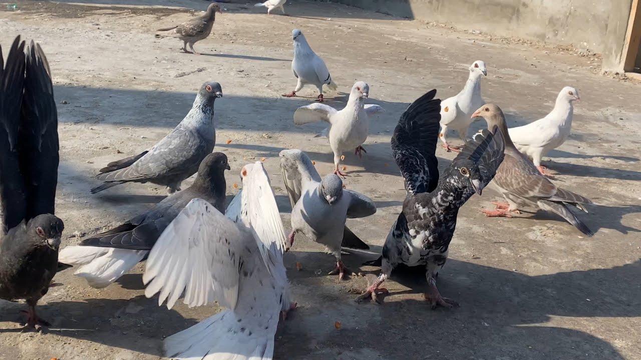 تعديلات جديدة وبداية جرد الفراخ 🔥