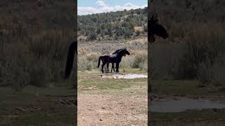Loki Throws Down Mud, Mayhem, And A Mare Heist Attempt