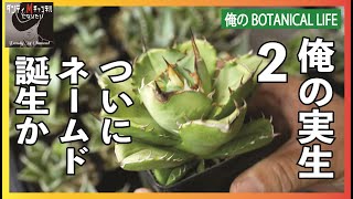 Agave titanota - A new named plant is about to be born! My