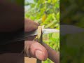 whip and tongue grafting methods #satisfying #shorts