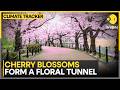 Cherry Blossoms Form A Floral Tunnel, Old Town Shuts To Traffic &amp; Opens To Crowds | WION