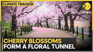 Cherry Blossoms Form A Floral Tunnel, Old Town Shuts To Traffic & Opens To Crowds | WION