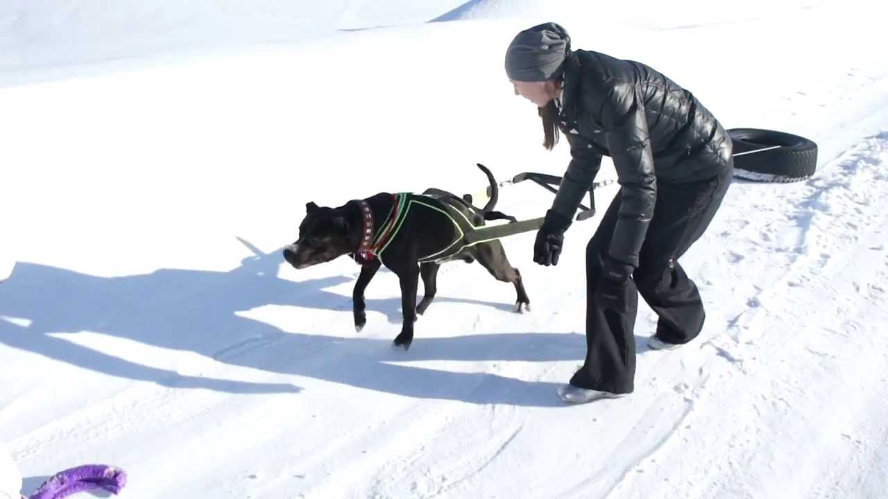 Вейтпуллинг, Альтер Эго Брабус, 1 год и 10 мес. - YouTube