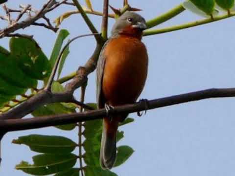 Chant lortie 88 local Guyane