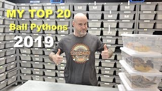 Celebrity Mutation Creation's 2019 Top 20 Ball Pythons !! Part 1 Profile