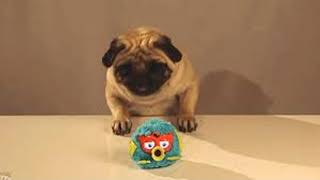 pug GIF w/ music 4 17 seconds