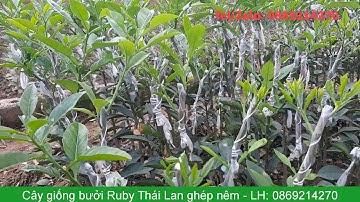 Cây giống bưởi Ruby Thái Lan ghép nêm - Liên hệ: 0869214270