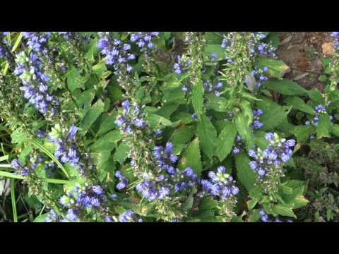 great blue lobelia