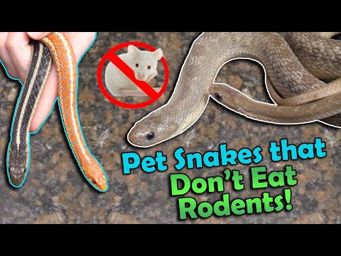 Video: Pet Snakes som du inte behöver mata gnagare