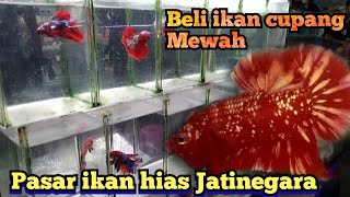 Update harga ikan cupang di pasar Jatinegara