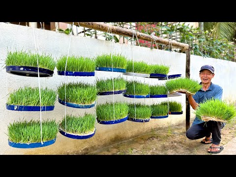 من السهل جد ا زراعتها بالماء فقط لا حاجة للتربة جربها الآن لترى النتائج 