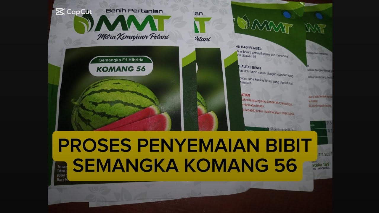 Proses sebelum bibit semangka Komang 56 di semai ( pot )