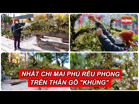 Video Nhất chi mai phủ rêu phong trên thân gỗ 