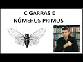 Cigarras e números primos