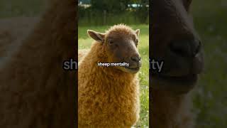 Don’t be baa-mboozled, they’re really great sleuths.