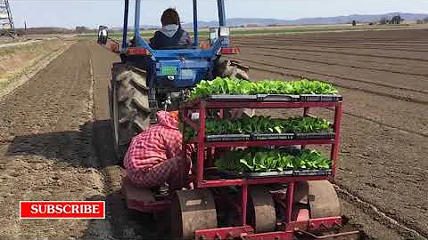 Beautiful Chinese Cabbage Farm and Harvest in Japan   Japan Agriculture Technology