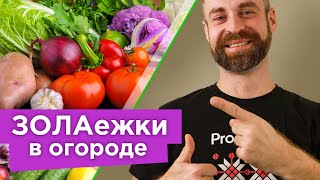 ЭТИ РАСТЕНИЯ ОБОЖАЮТ ЗОЛУ! Подкормите их особым зольным настоем и собирайте урожай ведрами