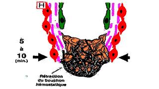 physiologie de l'hémostase ? meilleure explication avec Pr BRAHIMI ?