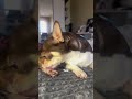 Если ваша собака делает так 217883800