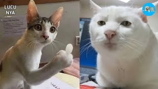 Kucing dan anjing lucu akan membuat harimu ceria dan penuh tawa | meme kucing dan anjing