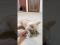 ポテトサラダを死守する犬　#shorts