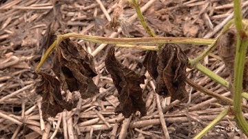 Identifying and managing fusarium wilt in mungbeans