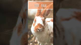 The Softest Bunnies Around:Incredible Facts About the Cuddly #Rexrabbit Breed!#usa #pets #shorts screenshot 2