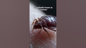 Thumbnail of Can Bed Bugs Bite Without You Knowing?