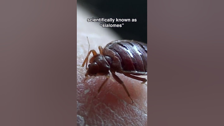 Fun Fact About Bed Bug Bites!