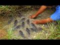 Incredible Mud Fishing Skills – Catfish Everywhere!