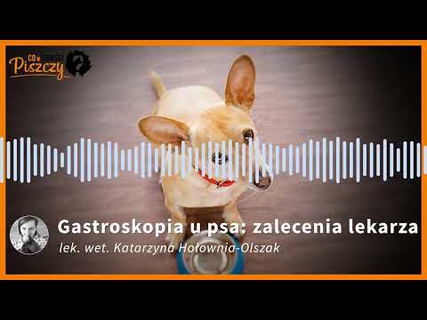 Gastroskopia u psa | Lek. wet. Katarzyna Hołownia-Olszak