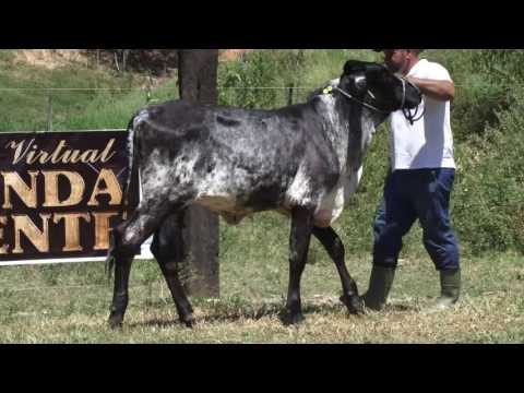 LOTE 23 - LEILÃO FAZENDA ORIENTE