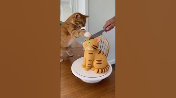 Cat’s Reaction When Owner Cuts the ‘Cat Cake’ Is Priceless 😭😂 #funny #animals