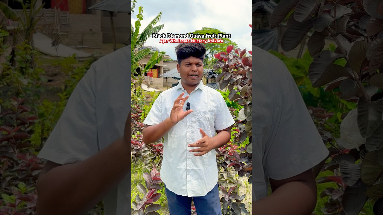 Black Diamond Guava Fruit Plant 